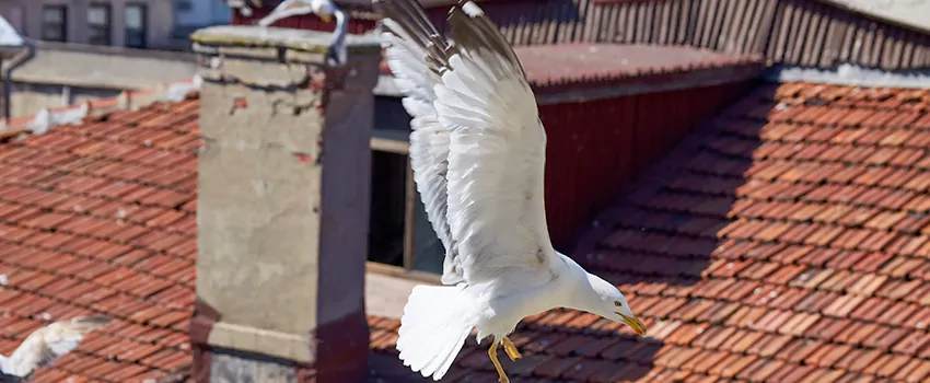 Residential Chimney Animal Removal Solution in Bensenville, IL